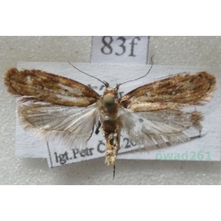 Depressaria albipunctella (Denis & Schiffermüller, 1775) Czech83f